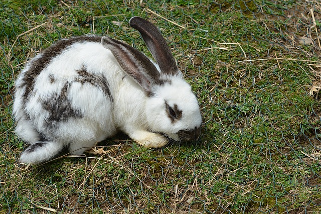 bíločerný králík